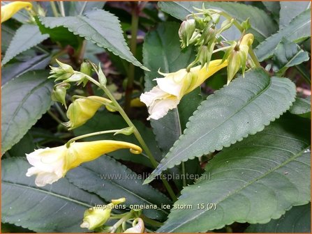 Impatiens omeiana &#039;Ice Storm&#039; | Balsemien, Springzaad