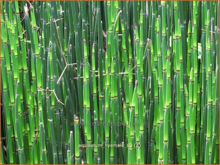 Equisetum hyemale | Schaafstro, Schuurriet, Paardenstaart