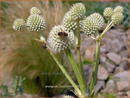 Eryngium yuccifolium | Yuccabladige kruisdistel, Kruisdistel