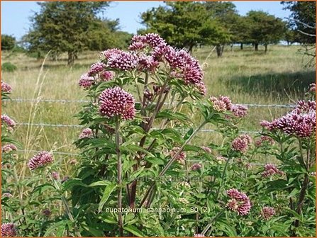 Eupatorium cannabinum | Leverkruid, Koninginnekruid