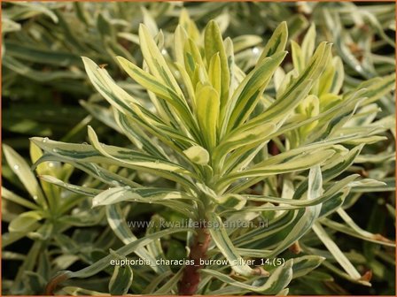 Euphorbia characias &#039;Burrow Silver&#039; | Wolfsmelk