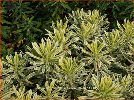 Euphorbia characias &#039;Burrow Silver&#039; | Wolfsmelk