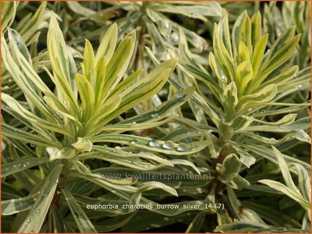 Euphorbia characias &#039;Burrow Silver&#039; | Wolfsmelk