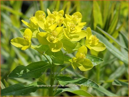 Euphorbia palustris &#039;Teichlaterne&#039; | Moeraswolfsmelk, Wolfsmelk