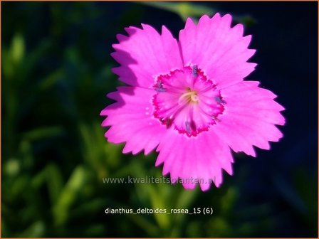 Dianthus deltoides &#039;Rosea&#039; | Steenanjer, Anjer