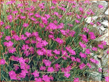 Dianthus deltoides &#039;Rosea&#039; | Steenanjer, Anjer