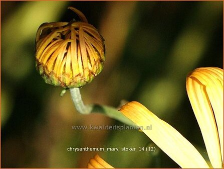 Chrysanthemum &#039;Mary Stoker&#039; | Chrysant