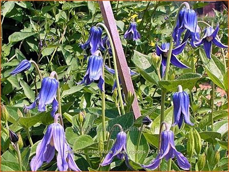 Clematis integrifolia &#039;Blue Ribbons&#039; | Bosrank