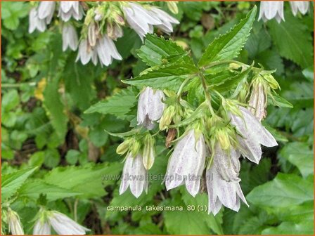 Campanula takesimana | Koreaans klokje, Klokjesbloem