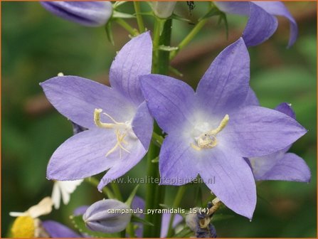 Campanula pyramidalis | Piramideklokje, Klokjesbloem