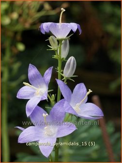 Campanula pyramidalis | Piramideklokje, Klokjesbloem