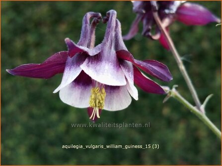 Aquilegia vulgaris &#039;William Guiness&#039; | Akelei