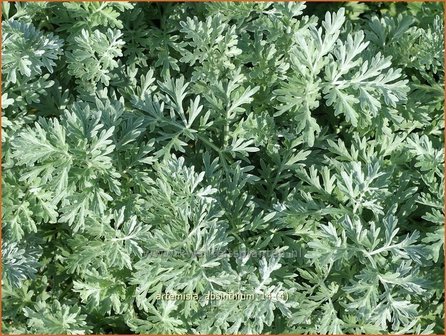 Artemisia absinthium | Absintalsem, Alsem, Bijvoet, Edelruit