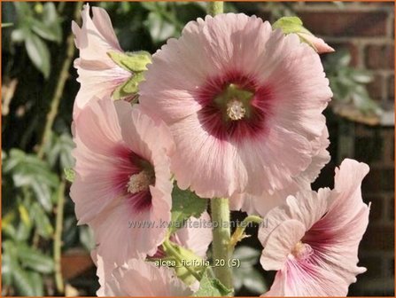 Alcea ficifolia | Vijgenbladstokroos, Stokroos | Feigenbl&auml;ttrige Stockrose