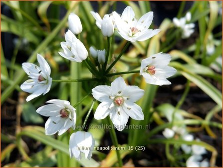 Allium neapolitanum | Bruidsuitje, Look | Mediterraner Lauch