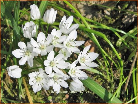 Allium neapolitanum | Bruidsuitje, Look | Mediterraner Lauch