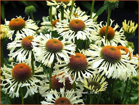 Echinacea purpurea &#039;Ferris Wheel&#039; | Zonnehoed