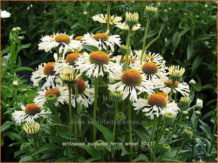 Echinacea purpurea &#039;Ferris Wheel&#039; | Zonnehoed