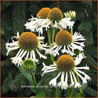 Echinacea purpurea &#039;Ferris Wheel&#039; | Zonnehoed