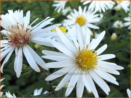 Aster &#039;Niobe&#039; | Aster