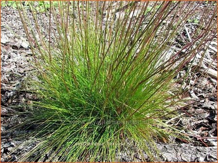 Deschampsia flexuosa | Bochtige smele