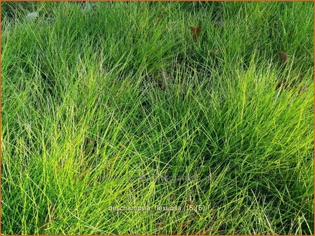 Deschampsia flexuosa | Bochtige smele, Smele