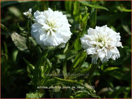 Achillea ptarmica &#039;Boule de Neige&#039; | Bertram, Duizendblad