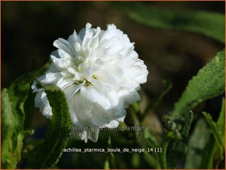 Achillea ptarmica &#039;Boule de Neige&#039; | Bertram, Duizendblad