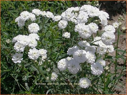 Achillea ptarmica &#039;Boule de Neige&#039; | Bertram, Duizendblad