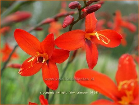 Crocosmia &#039;Twilight Fairy Crimson&#039; | Montbretia | Montbretie