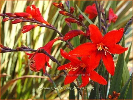 Crocosmia &#039;Twilight Fairy Crimson&#039; | Montbretia | Montbretie