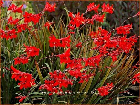 Crocosmia &#039;Twilight Fairy Crimson&#039; | Montbretia | Montbretie