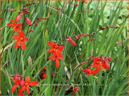 Crocosmia &#039;Twilight Fairy Crimson&#039; | Montbretia | Montbretie