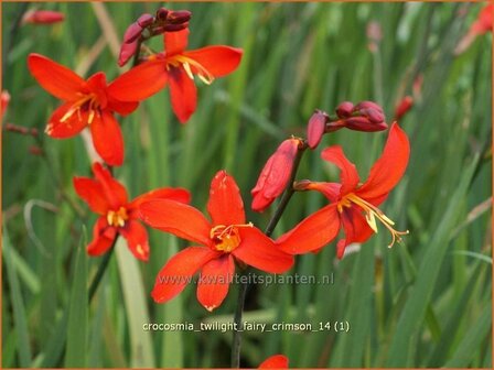 Crocosmia &#039;Twilight Fairy Crimson&#039; | Montbretia | Montbretie