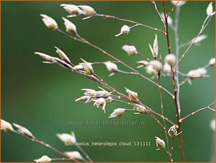 Sporobolus heterolepis &#039;Cloud&#039; | Parelgras, Prairiedropzaad