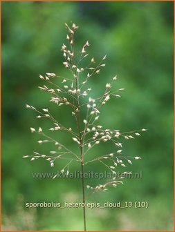 Sporobolus heterolepis &#039;Cloud&#039; | Parelgras, Prairiedropzaad