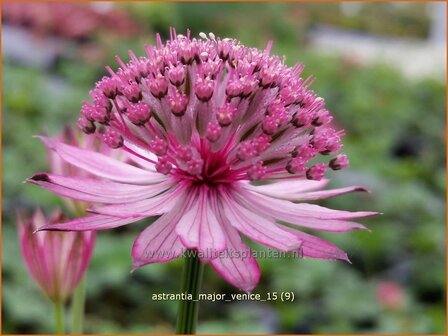 Astrantia major &#039;Venice&#039; | Zeeuws knoopje, Groot sterrenscherm