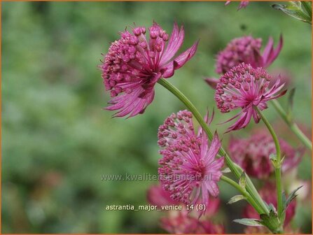 Astrantia major &#039;Venice&#039; | Zeeuws knoopje