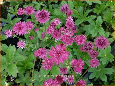 Astrantia major &#039;Venice&#039; | Zeeuws knoopje, Groot sterrenscherm