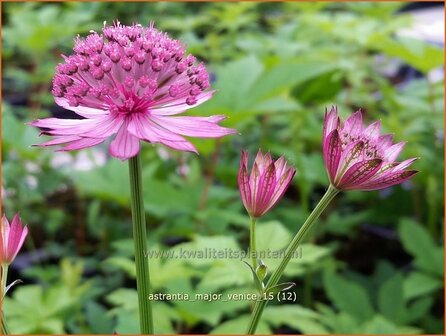 Astrantia major &#039;Venice&#039; | Zeeuws knoopje, Groot sterrenscherm