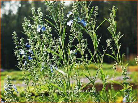 Salvia uliginosa &#039;African Skies&#039; | Salie, Salvia