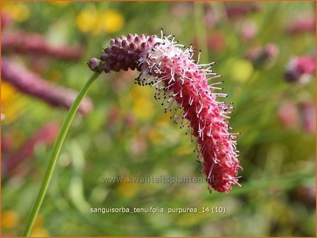 Sanguisorba tenuifolia &#039;Parviflora&#039; | Pimpernel, Sorbenkruid | Hoher Wiesenknopf