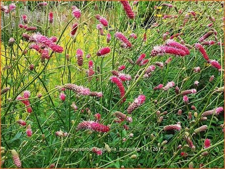 Sanguisorba tenuifolia &#039;Parviflora&#039; | Pimpernel, Sorbenkruid | Hoher Wiesenknopf