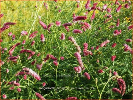 Sanguisorba tenuifolia &#039;Parviflora&#039; | Pimpernel, Sorbenkruid | Hoher Wiesenknopf