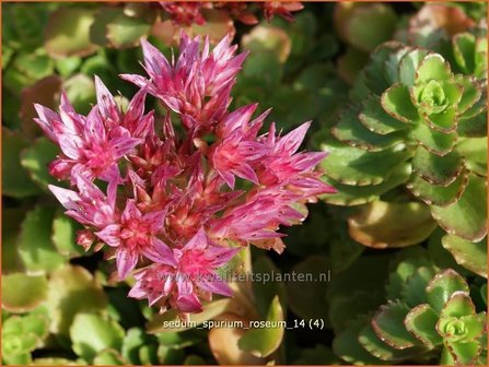 Sedum spurium &#039;Roseum&#039; | Hemelsleutel, Vetkruid