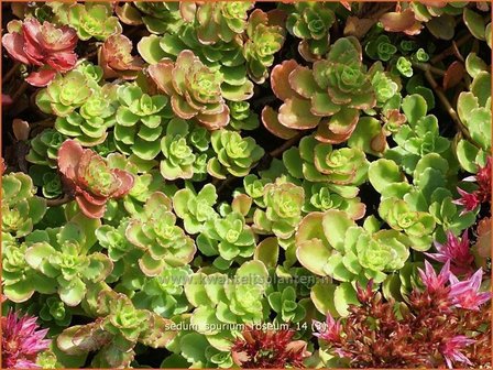 Sedum spurium &#039;Roseum&#039; | Hemelsleutel, Vetkruid