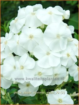 Phlox &#039;Sweet Summer Snow&#039; | Vlambloem, Flox, Floks