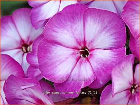 Phlox &#039;Sweet Summer Fantasy&#039; | Vlambloem, Flox, Floks