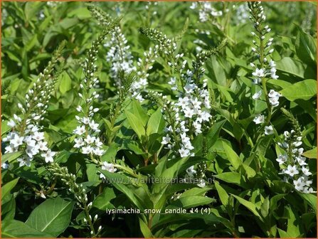 Lysimachia &#039;Snow Candle&#039; | Wederik | Felberich