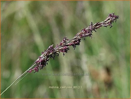 Molinia caerulea | Pijpenstrootje, Pijpestrootje